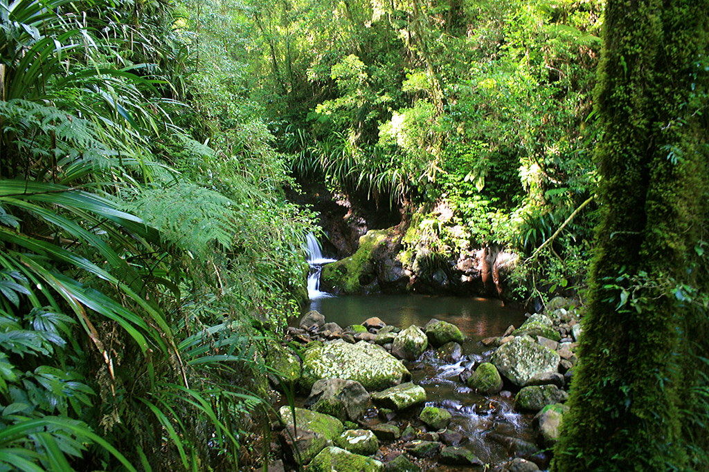 Toolona Creek Circuit, Lamington National Park