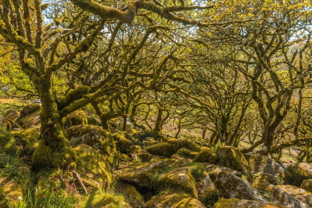 Wistman's Wood, Dartmoor