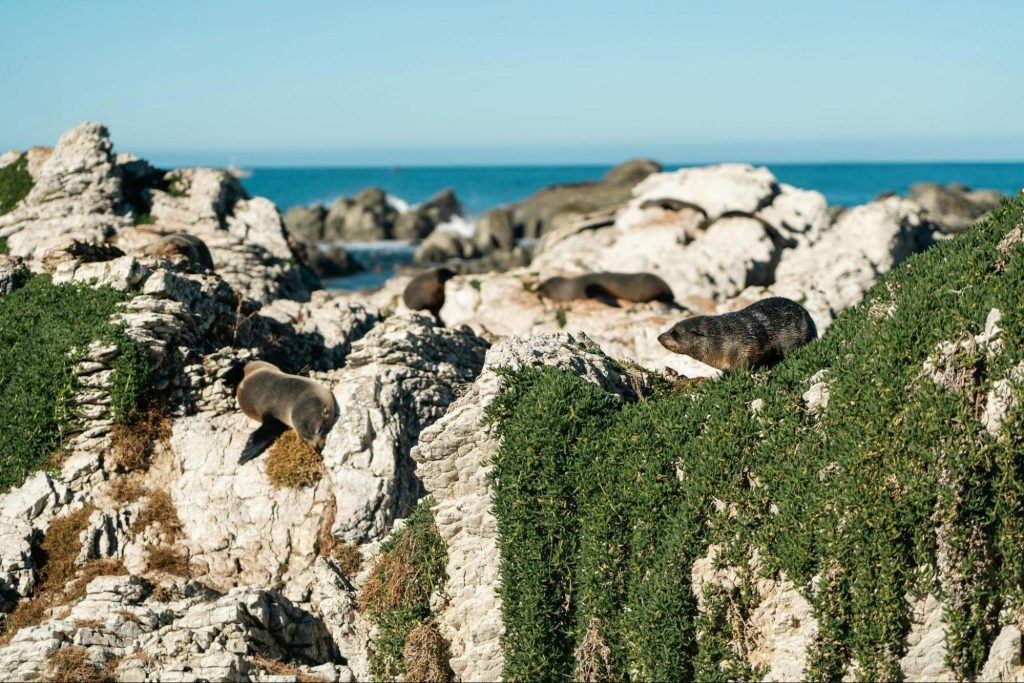 Things to Know Before Visiting New Zealand’s South Island