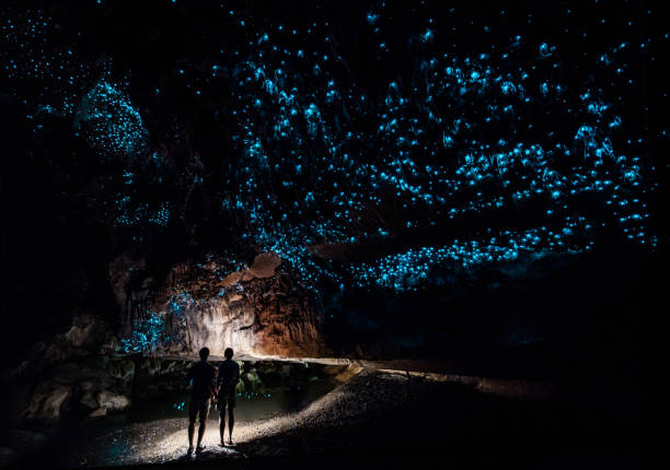 Glow Worm Spotting in Waitomo
