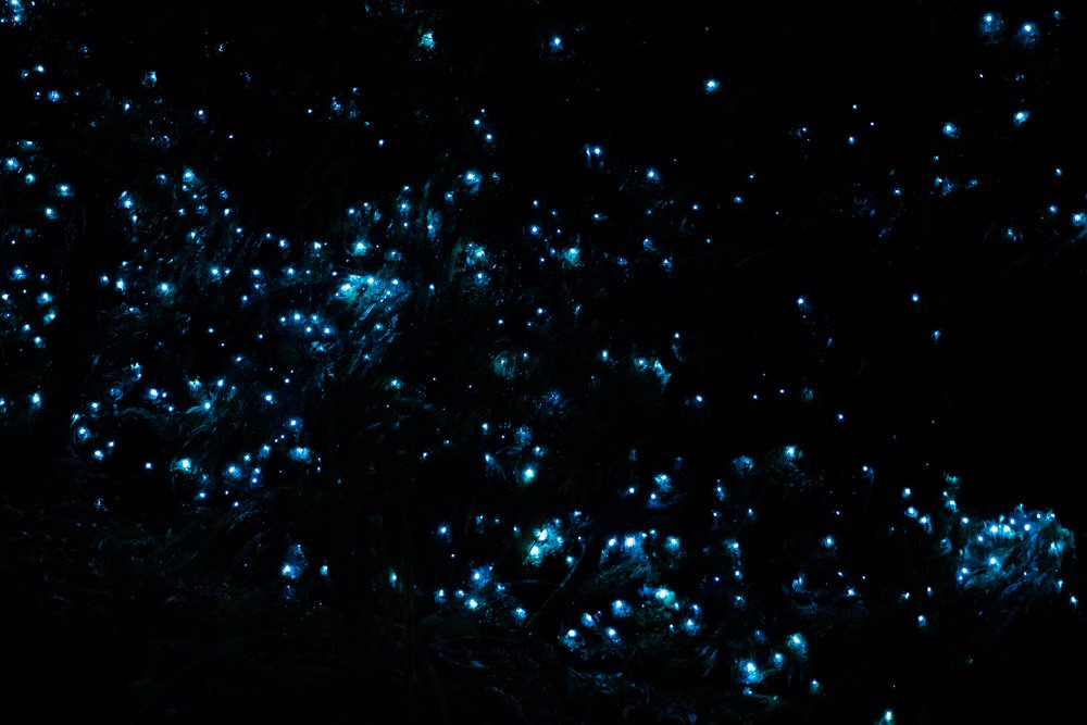 The Secret Glow Worm Dell