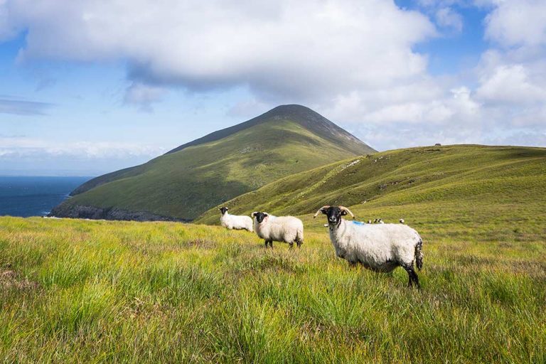 Why Coastal Towns in Ireland Will Steal Your Heart